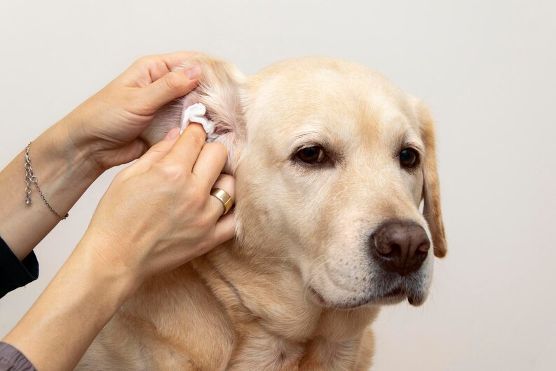cleaning pet's ear